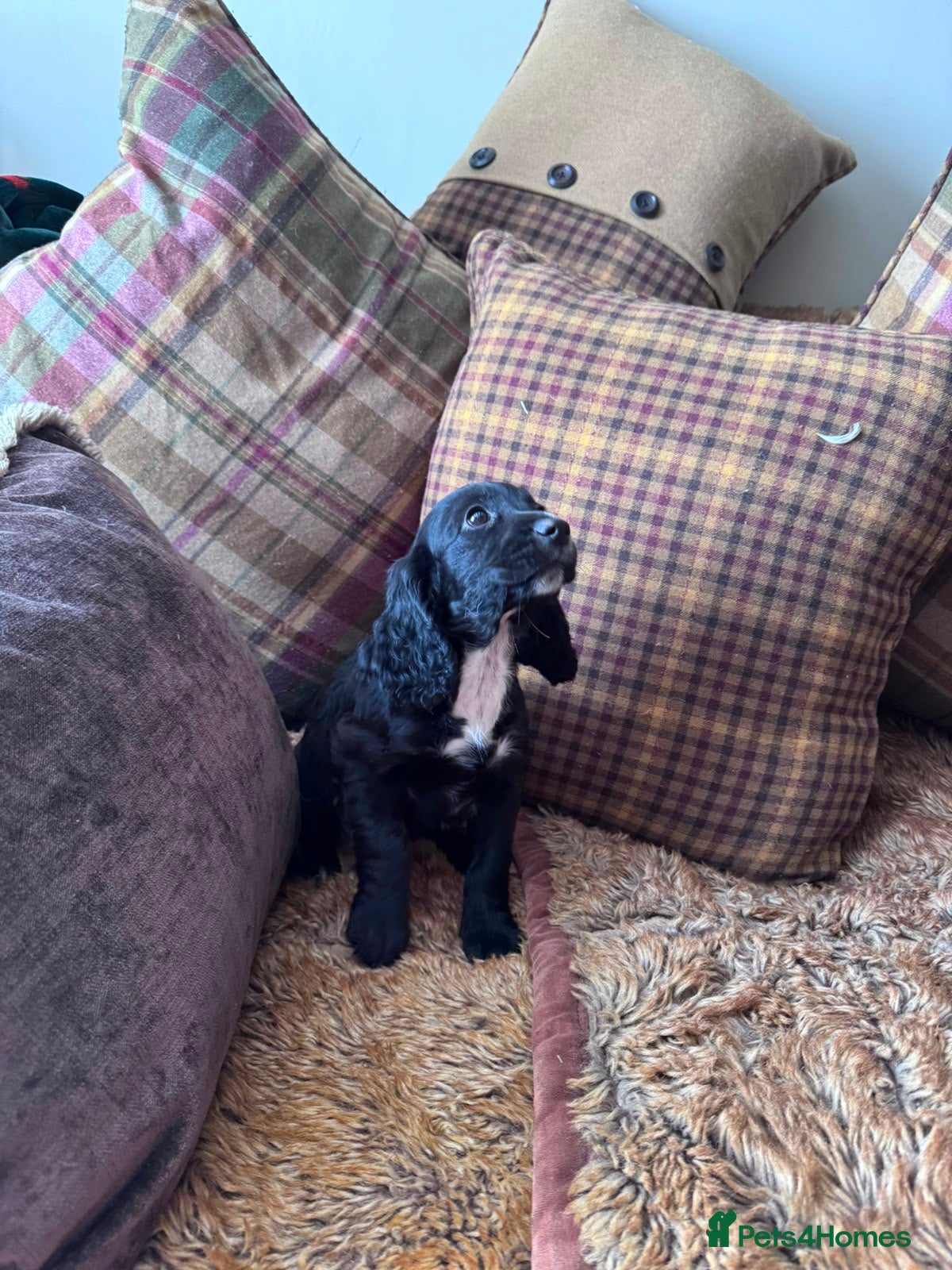 Cocker Spaniel dogs FEMALE COCKER SPANIELS 9 weeks old  - Advert 2