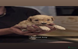 Cockapoo dogs for sale: Cockapoo Puppies F1 - Image 5