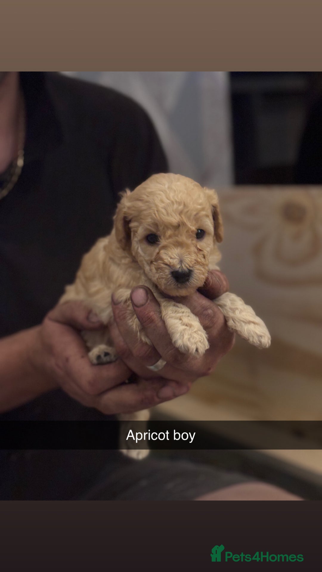 Cockapoo dogs for sale: Cockapoo Puppies F1 - Image 5