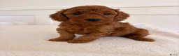 Cockapoo dogs for sale: LICENSED BREEDER HEALTH TESTED COCKAPOOS  - Advert 12