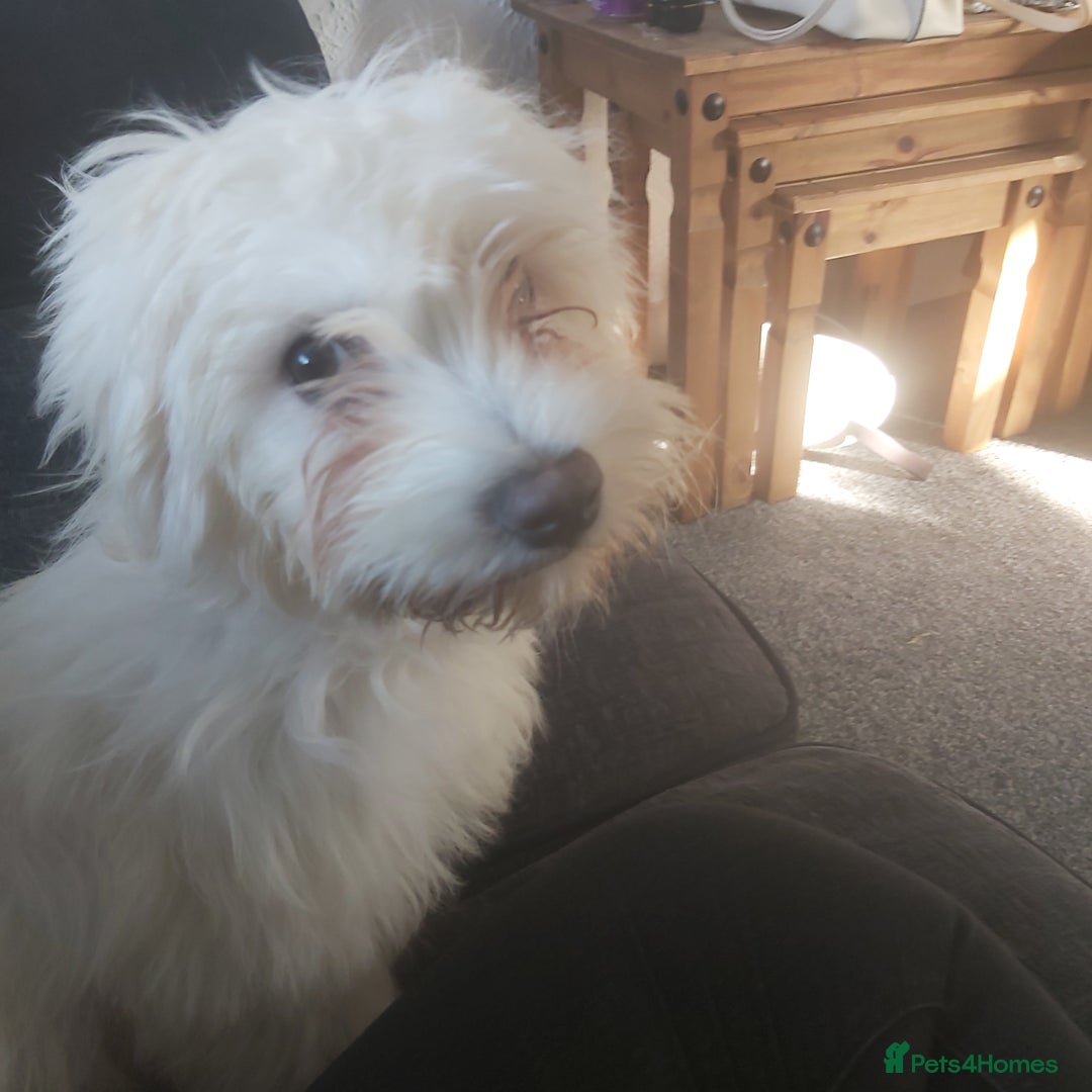 Mixed Breed dogs for sale: For sale  - Image 8