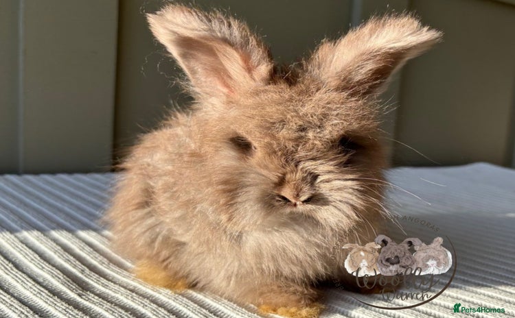 Angora rabbits Fully Vaccinated Pedigree Angoras Ready to Reserve - Advert 6