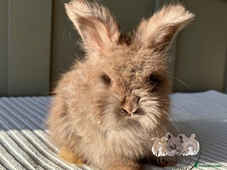 Angora rabbits Fully Vaccinated Pedigree Angoras Ready to Reserve - Advert 13