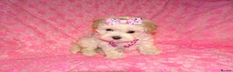 Maltipoo dogs for sale: *Apricot F1 Maltese x Toy Poodle Maltipoo Puppy* - Advert 12