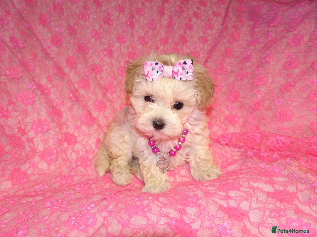 Maltipoo dogs for sale: *Apricot F1 Maltese x Toy Poodle Maltipoo Puppy* - Advert 12