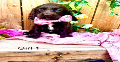 Sprocker dogs - Advert 12