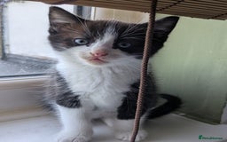 Mixed Breed cats for sale: Beautiful blue eyed kittens - Image 4