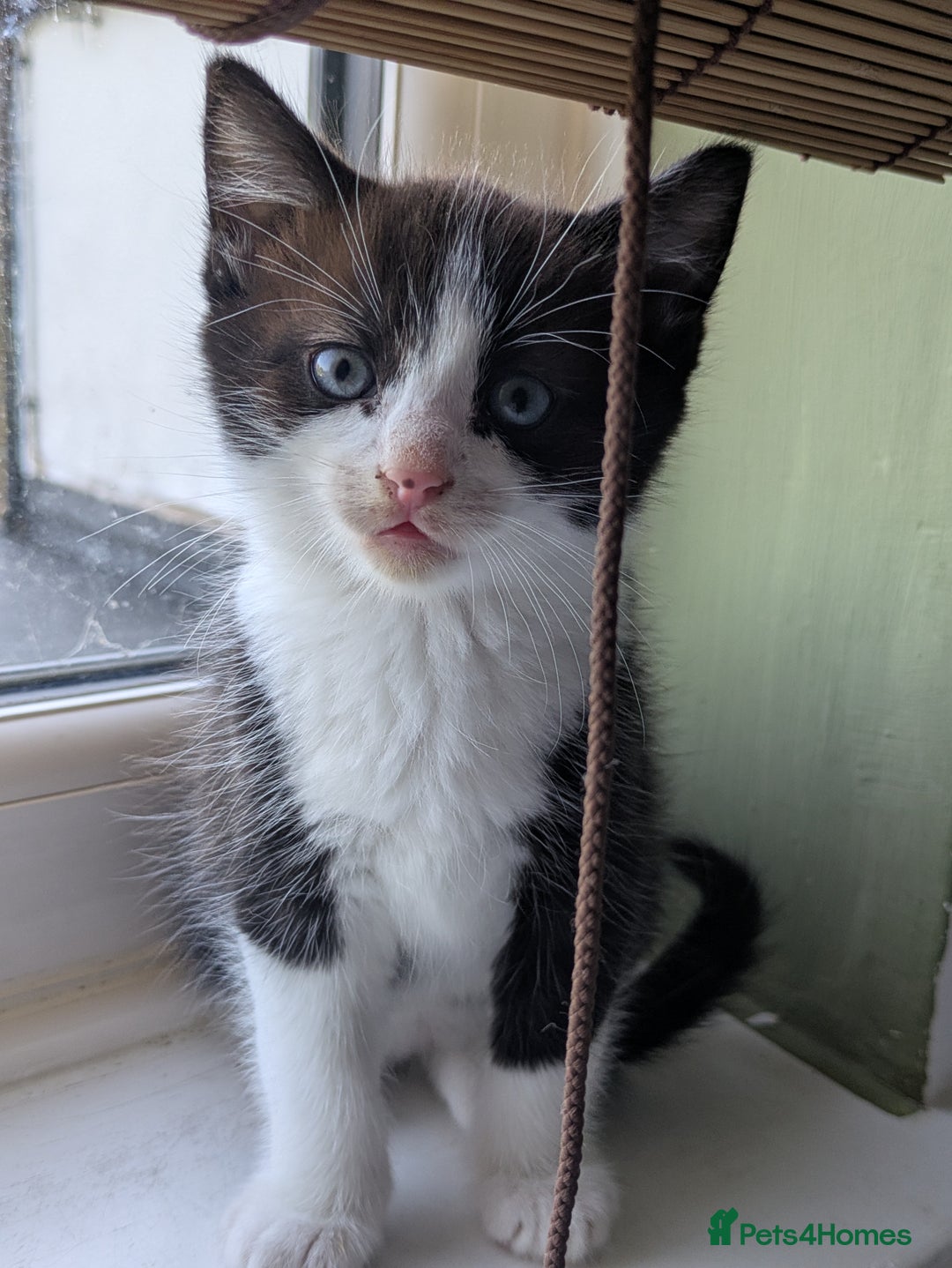 Mixed Breed cats for sale: Beautiful blue eyed kittens - Image 4