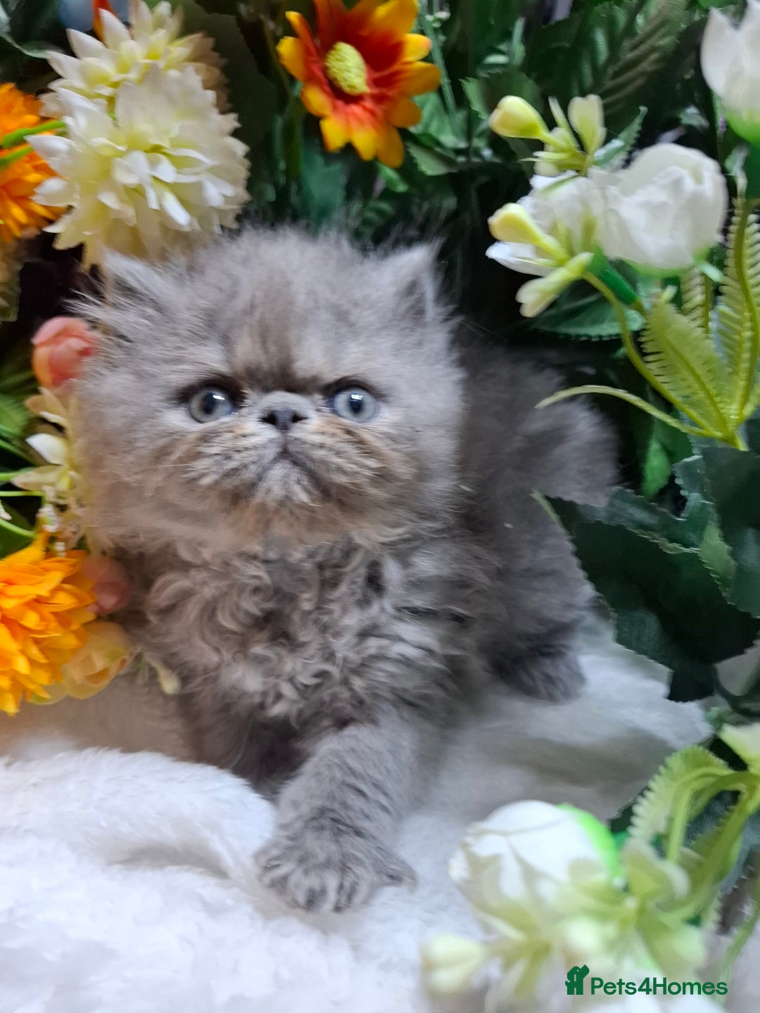 Persian cats for sale: Blue Persian kittens  - Image 25