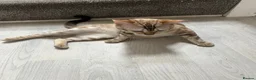 Bengal cats for sale: Yeyo. - Advert 12