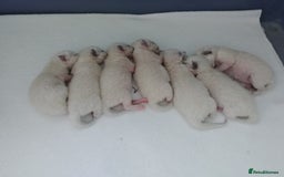 Ragdoll cats for stud: GCCF Active Register Seal Point Awesome Ragdoll in Luton - Image 17