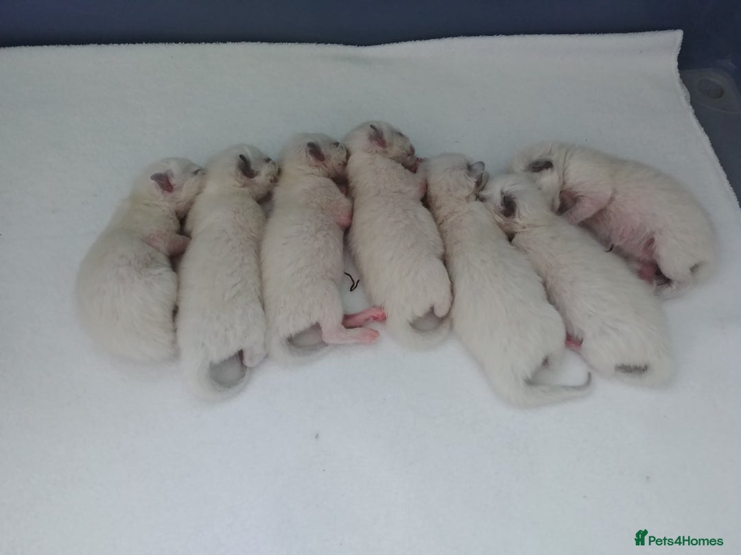 Ragdoll cats for stud: GCCF Active Register Seal Point Awesome Ragdoll in Luton - Image 17