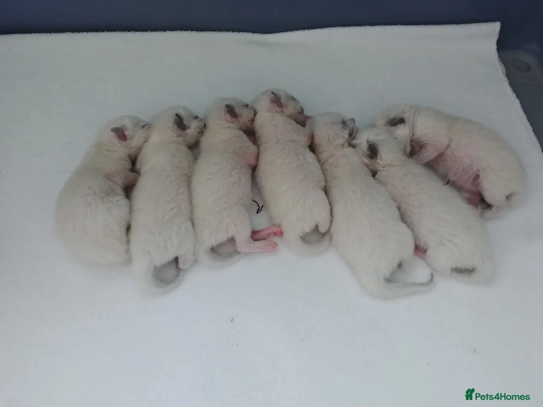 Ragdoll cats for stud: GCCF Active Register Seal Point Awesome Ragdoll in Luton - Advert 17