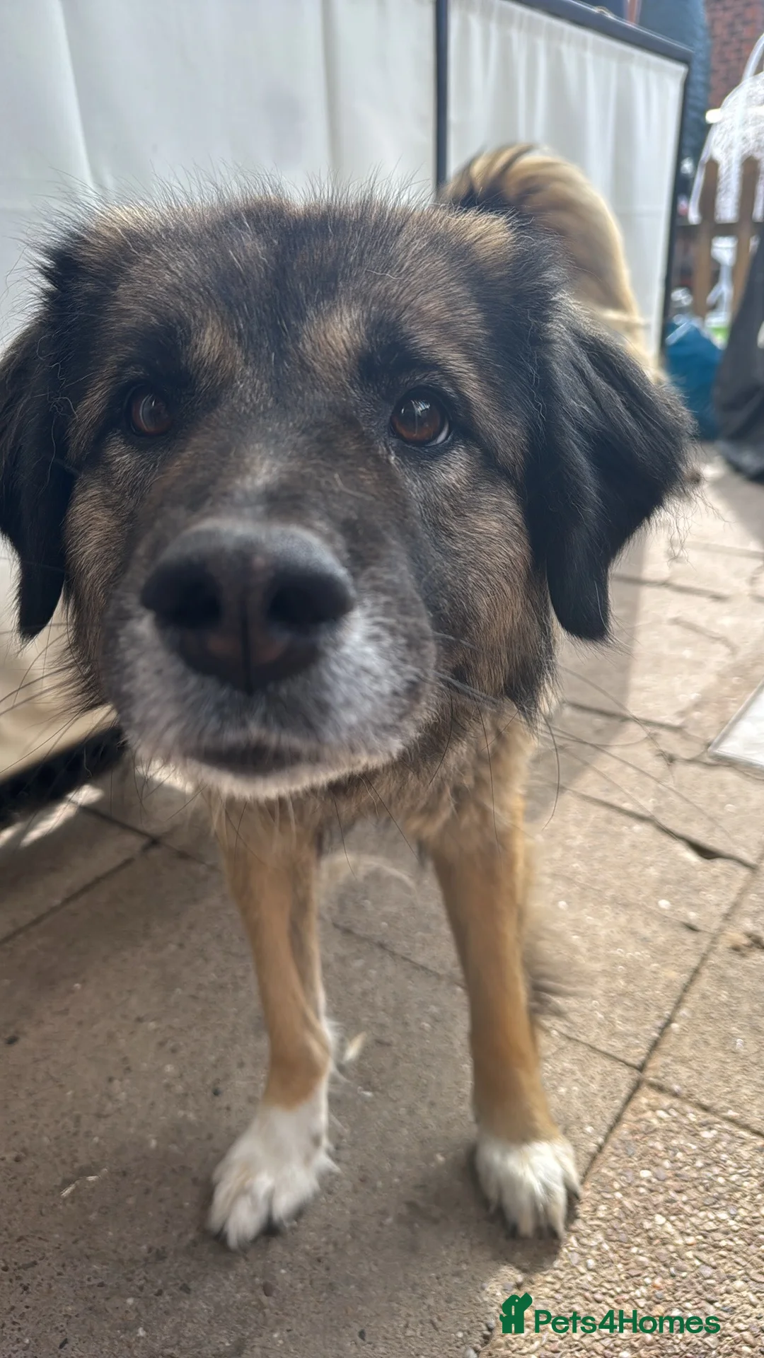 Mixed Breed dogs for sale: German Shepard in need of loving home  - Advert 3