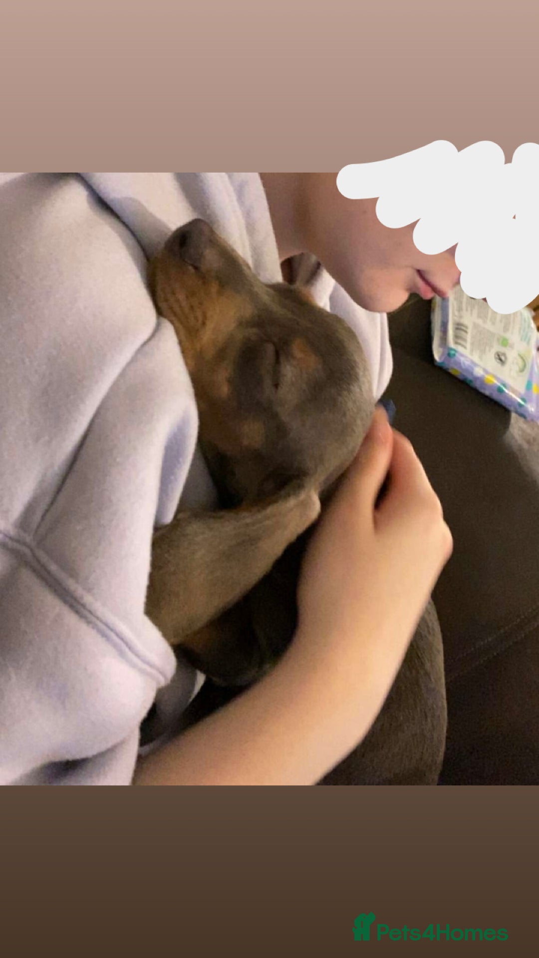 Miniature Dachshund dogs for sale: Female full breed Miniature dachshund - Advert 3