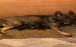 German Shepherd dogs for sale: KC Registered German Shepards Puppies  - Image 12