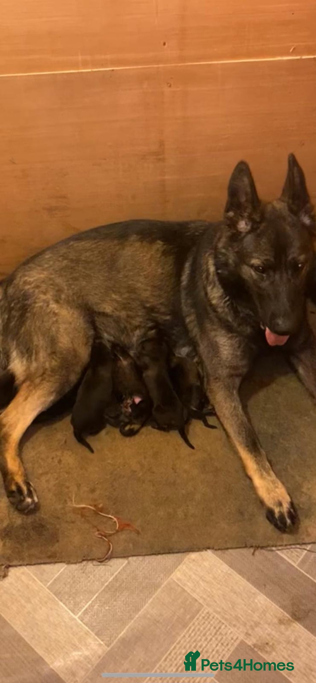 German Shepherd dogs for sale: KC Registered German Shepards Puppies  - Image 12