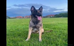 Belgian Shepherd Dog dogs for sale: Female Belgian Malinois  - Image 1