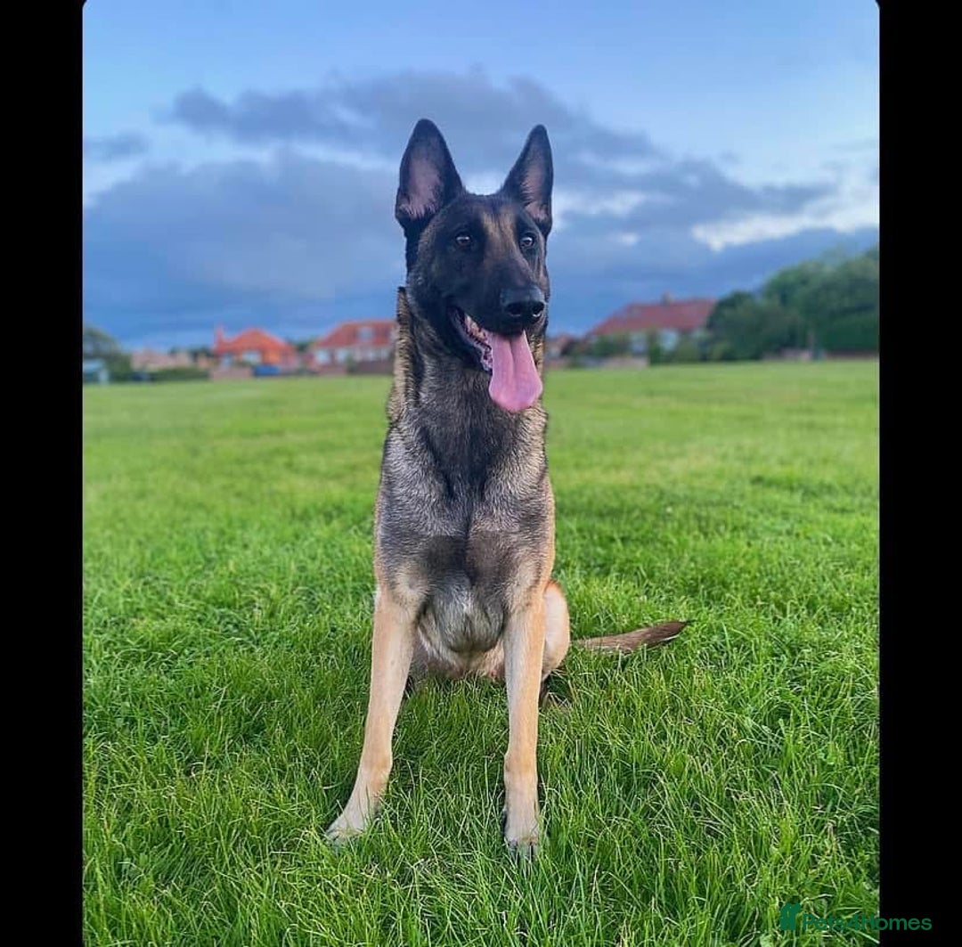 Belgian Shepherd Dog dogs for sale: Female Belgian Malinois  - Image 1