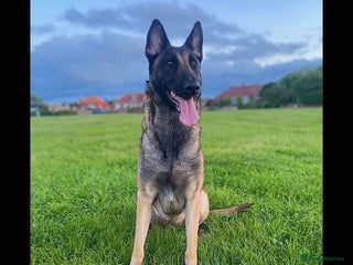 Belgian Shepherd Dog dogs - Advert 9