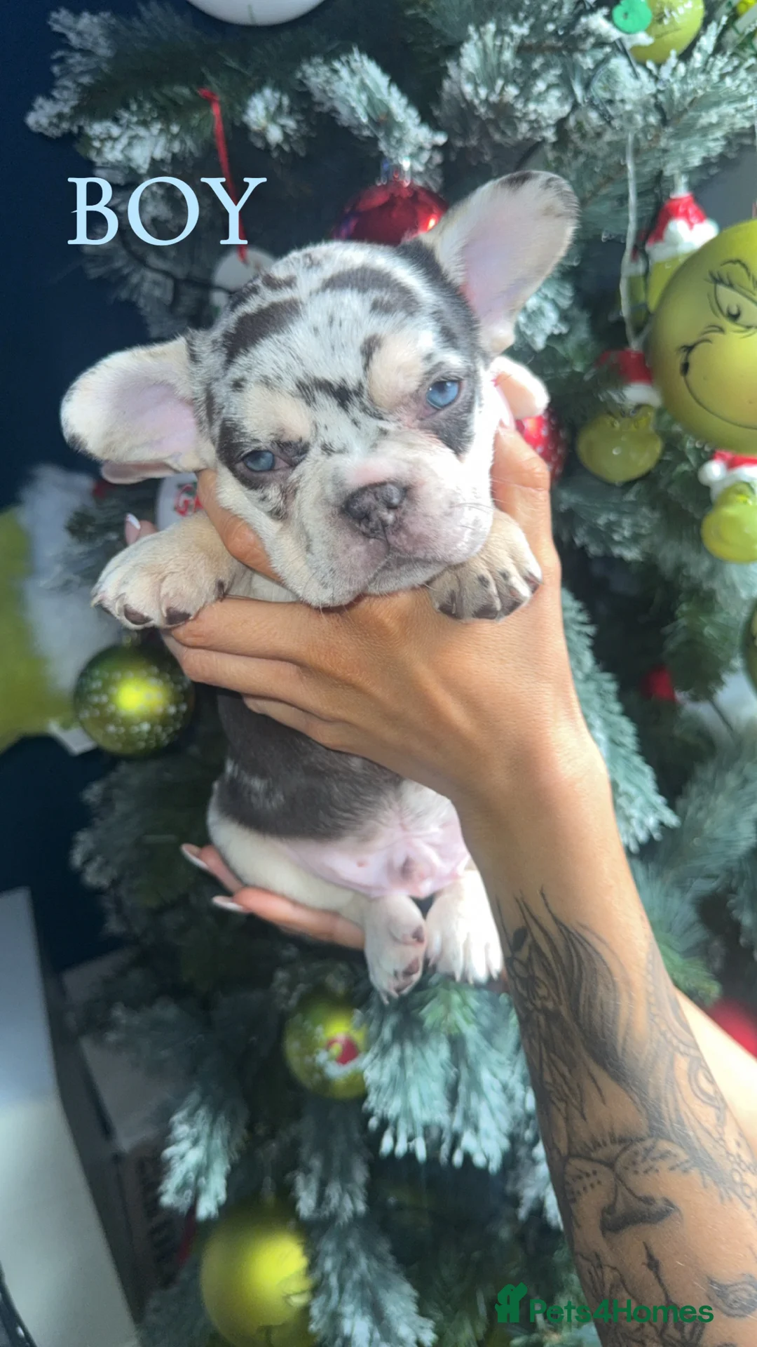 French Bulldog dogs for sale: ✨PRICE DROP!🐾3 Beautiful French Bulldog Puppies🐾 - Advert 7