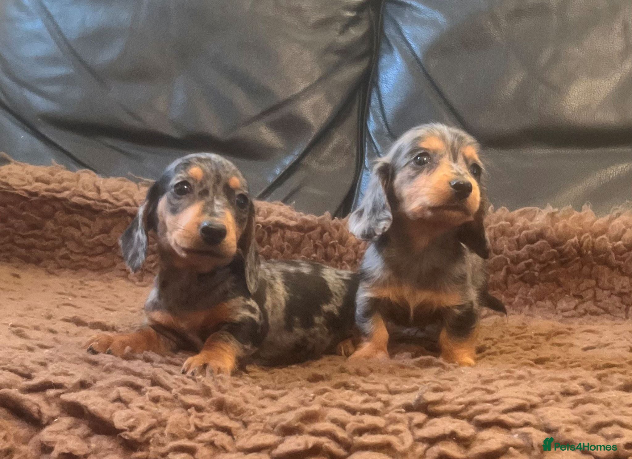 Miniature Dachshund dogs Lovely Mini Dachshunds - Advert 9