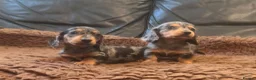 Miniature Dachshund dogs for sale: Lovely Mini Dachshunds in Treharris - Advert 1