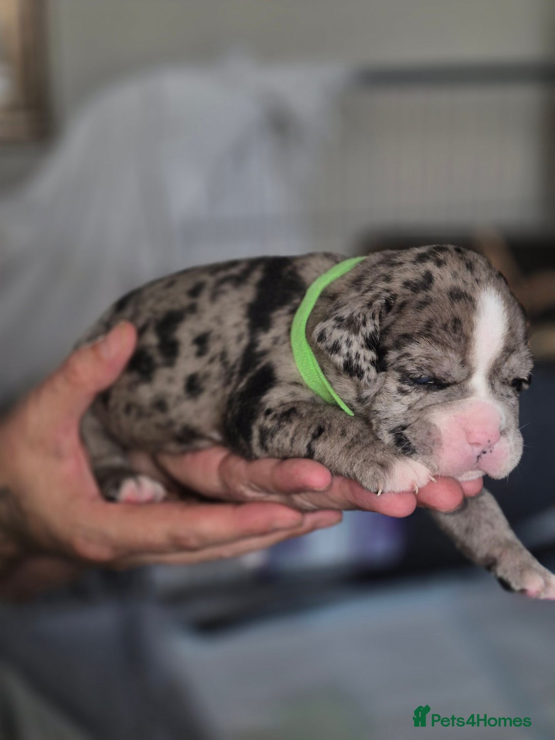 Olde English Bulldogge dogs for sale: STUNNING LITTER OF OLD ENGLISH BULLDOGS 😍  - Image 10