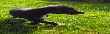 Whippet 1