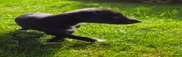 Whippet dogs for sale: 1 Girl Left - KC Whippet Puppies in Aberdeenshire - Advert 24