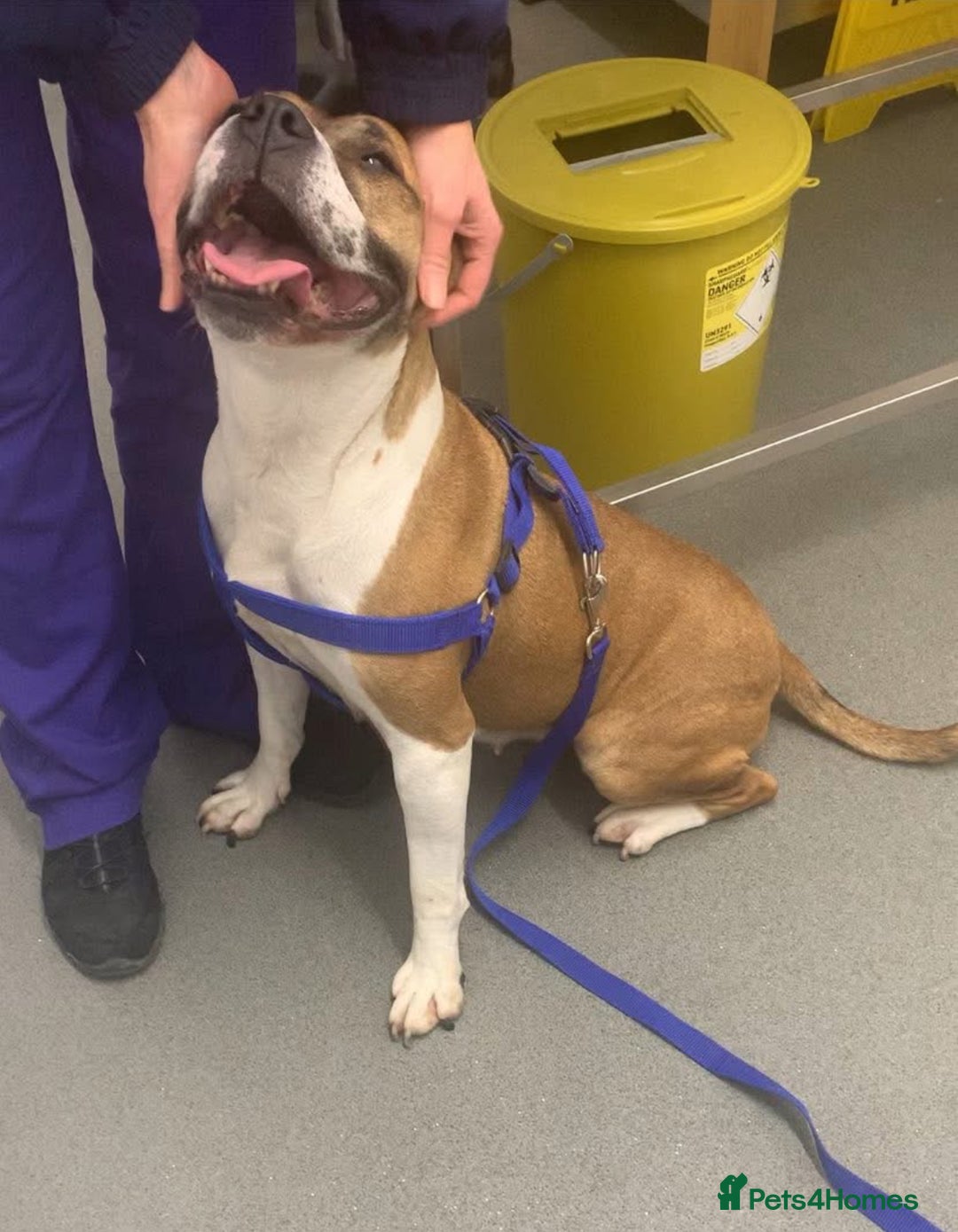 Staffordshire Bull Terrier dogs for adoption: Female staffy age 5 - Image 2