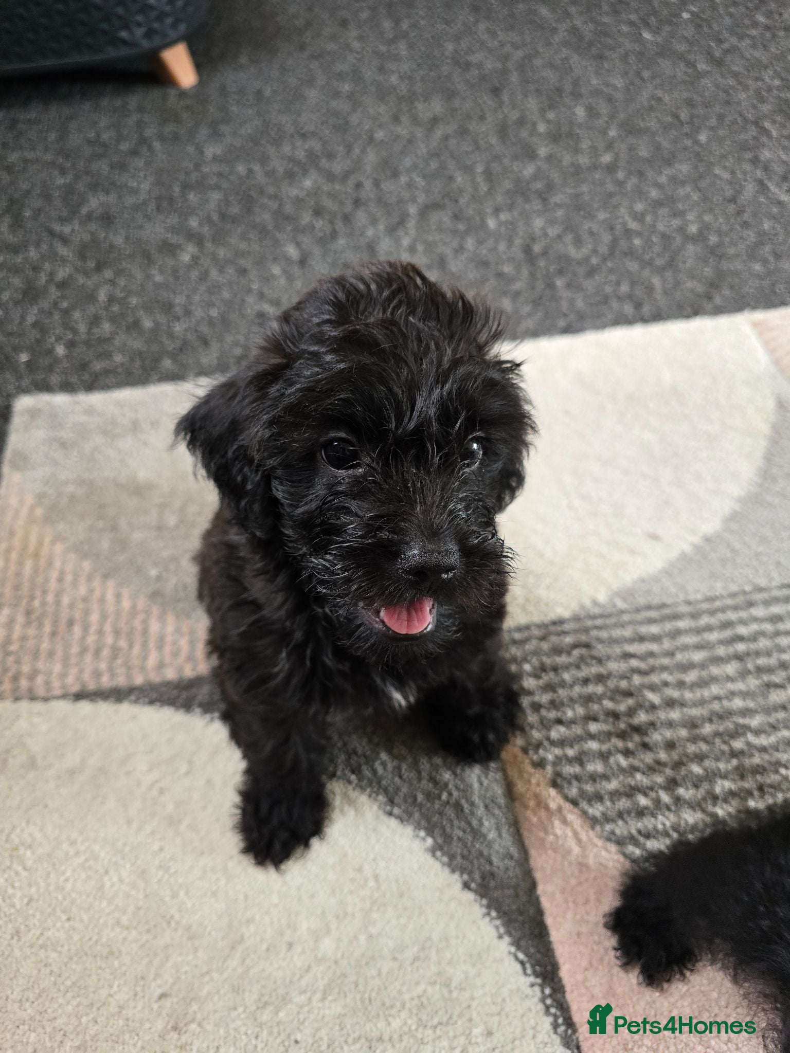 Mixed Breed dogs Last puppy boy looking for forever home ❤️  - Advert 1