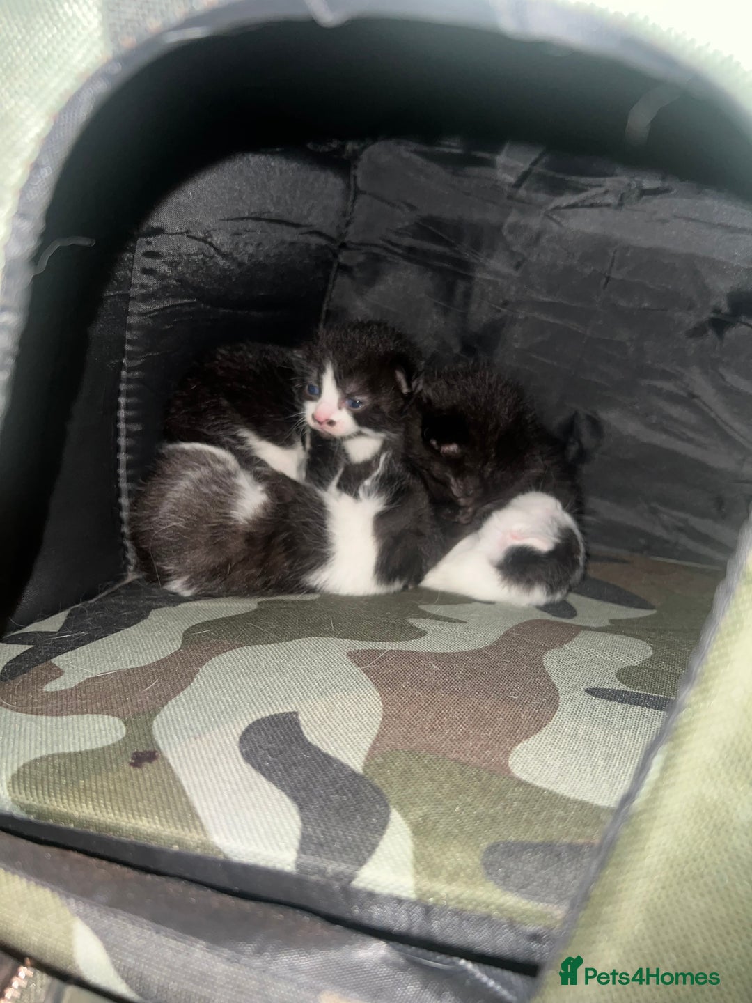 Mixed Breed cats for sale: 5 kittens FOR FREE. - Advert 2