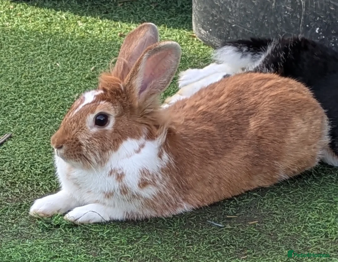 Lionhead rabbits for sale: Female lionhead  in Poole - Advert 2