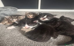 Domestic Shorthair cats for sale: Beautiful  Kittens Looking For Their Forever Homes - Image 1