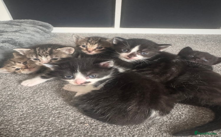 Domestic Shorthair cats - Advert 3