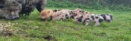 Pig livestock for sale: Minature Pigs (7/8 Juliana) - Advert 17