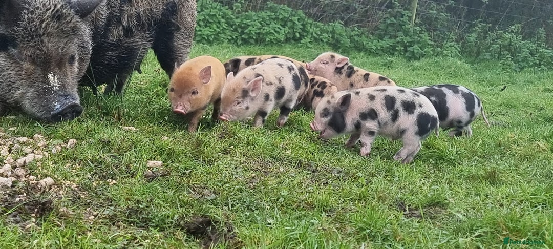 Pig livestock for sale: Minature Pigs (7/8 Juliana) - Advert 17