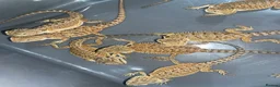 Bearded Dragon reptiles for sale: Bearded dragons  - Advert 10