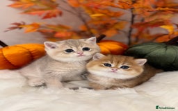 British Shorthair cats for sale: Golden British Shorthair  - Image 35