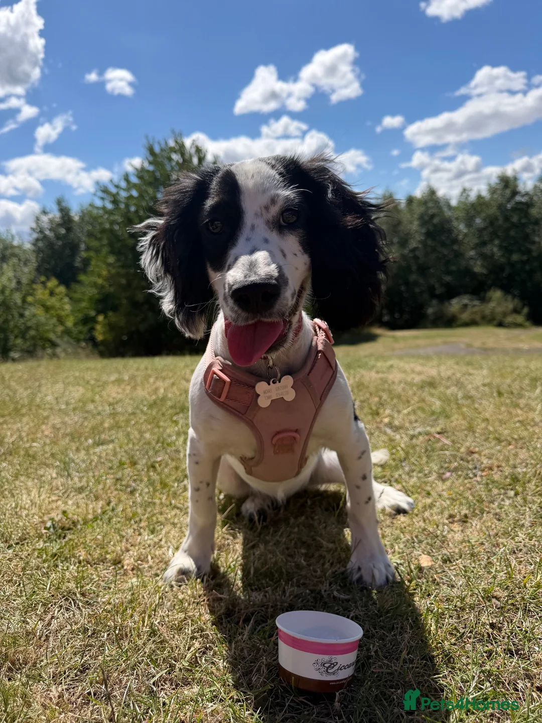 Sprocker dogs for sale: 6 month old sprocker for sale  - Advert 2