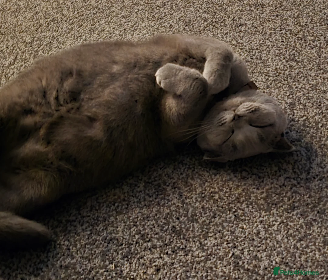 Scottish Fold cats for sale: Scottish fold  - Advert 2