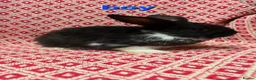 Mini Lop rabbits for sale: Stunning pure bred mini lop rabbits in Sheffield - Advert 5