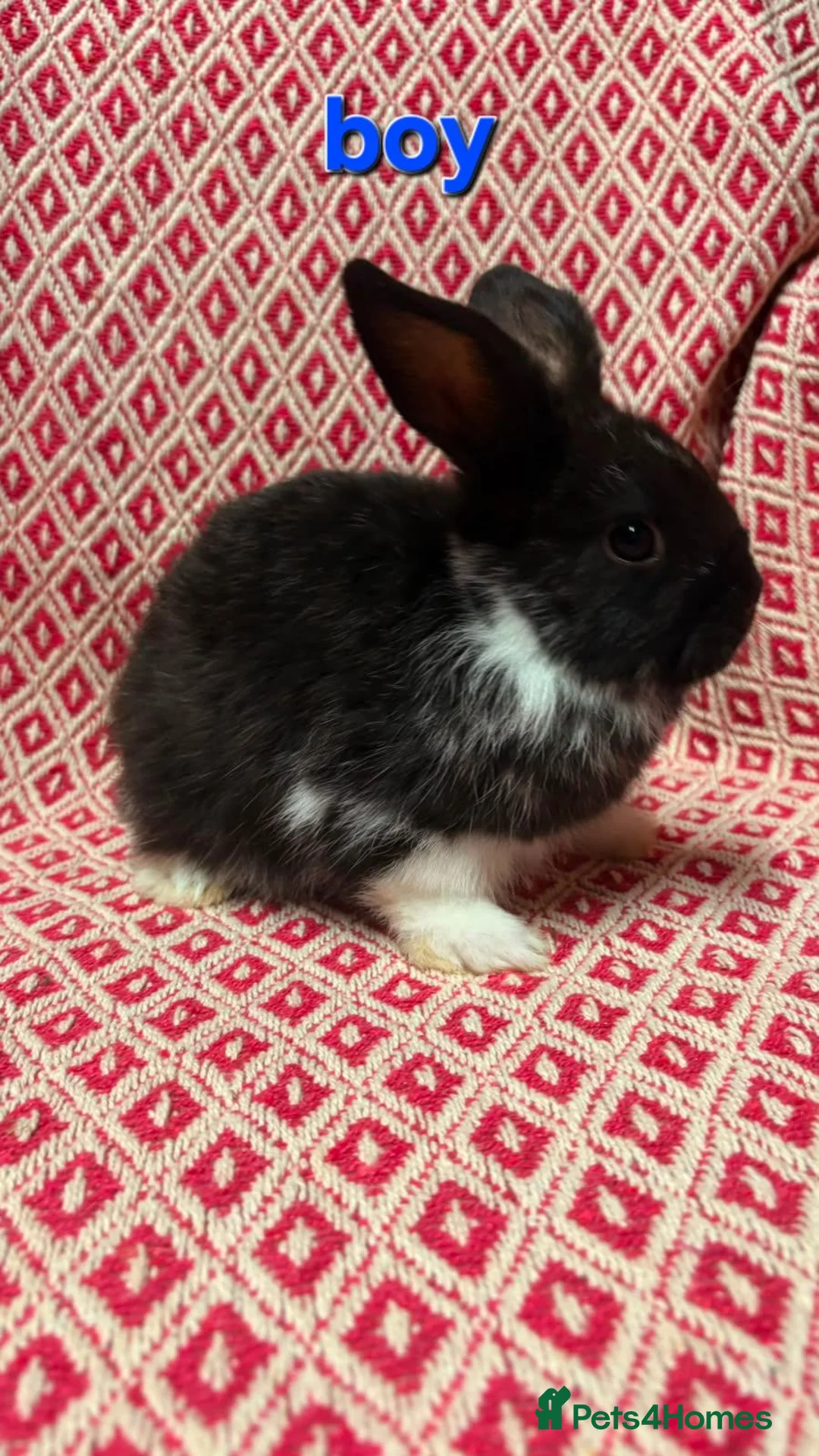 Mini Lop rabbits for sale: Stunning pure bred mini lop rabbits in Sheffield - Advert 5