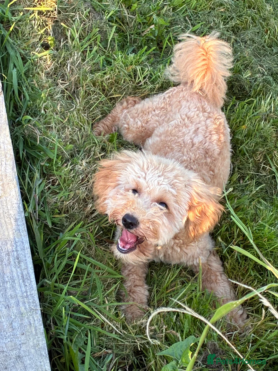 Poochon dogs for sale: Stunning deep red & apricot Poochon puppies - Advert 3