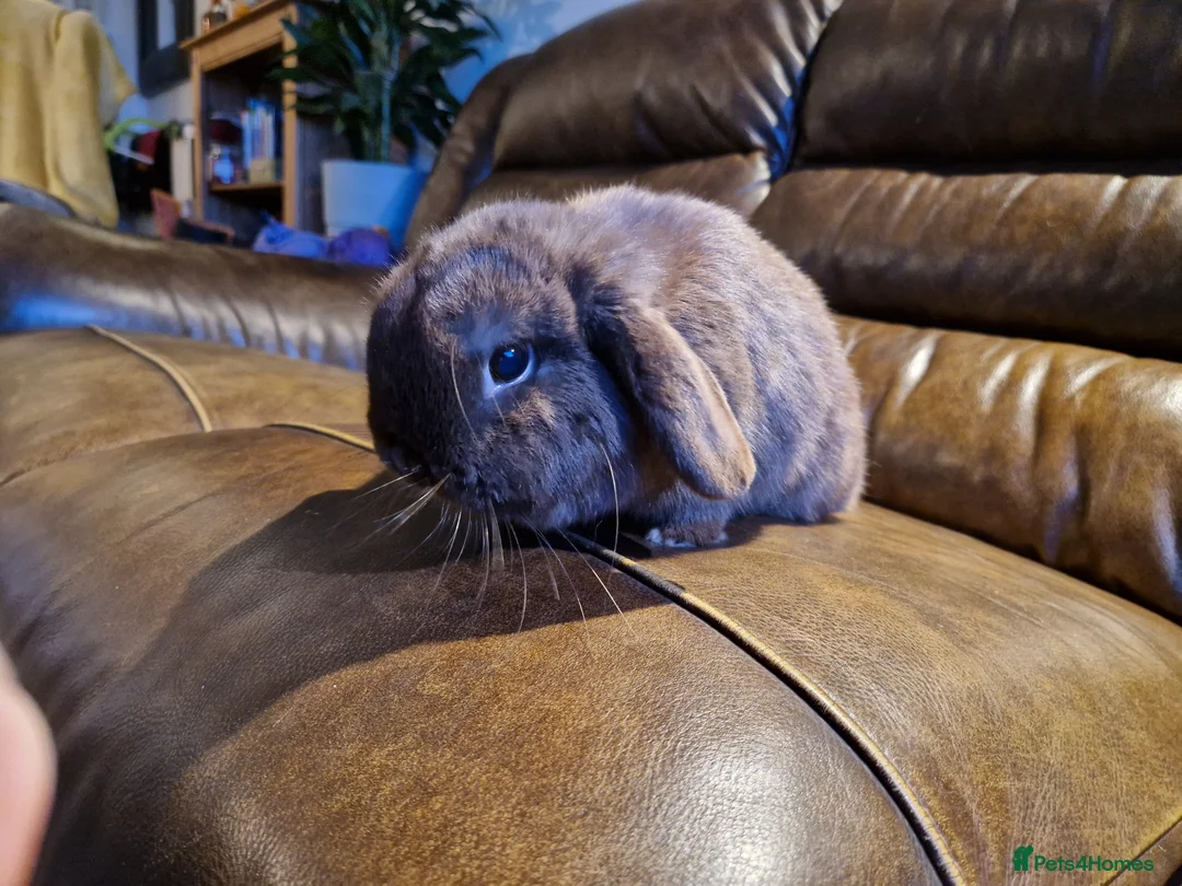 Mini Lop rabbits for sale: 2 mini lops (not neutered) in Scarborough - Advert 8