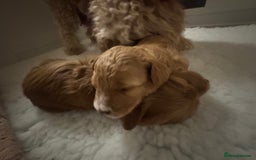 Australian Labradoodle dogs for sale: Australian Labradoodle  - Advert 10