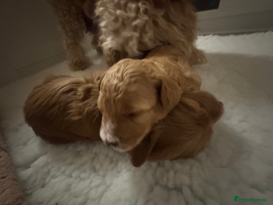 Australian Labradoodle dogs for sale: Australian Labradoodle  - Advert 10