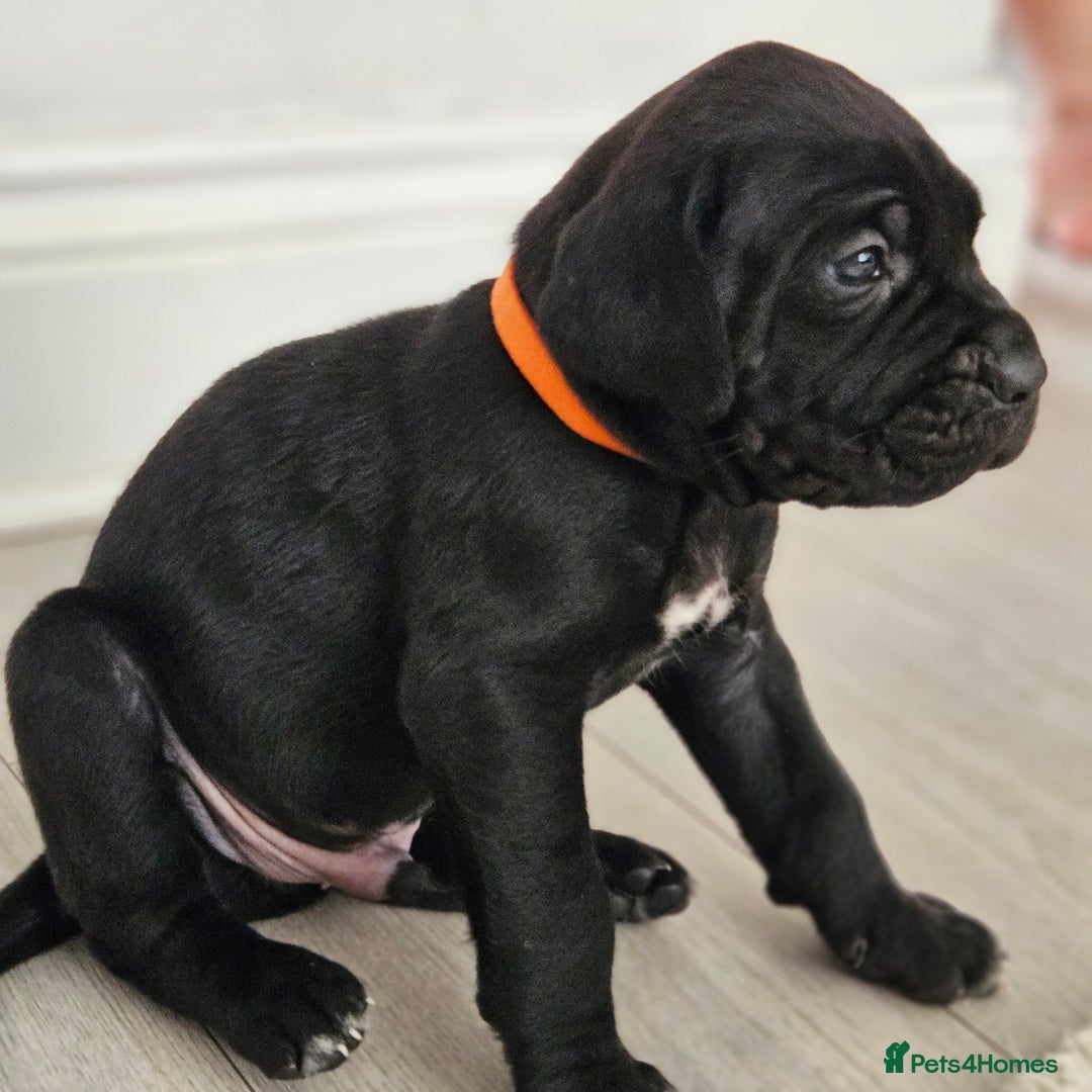 Cane Corso dogs for sale: Cane corsos  in Whitehaven - Image 7