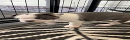 Boston Terrier dogs for sale: 6 weeks old Boston terrier pups in Barnsley - Advert 5